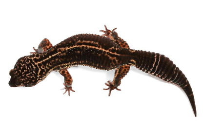 23BN- Pure Black Night - Female
