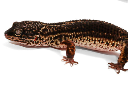 23BN- Pure Black Night - Female