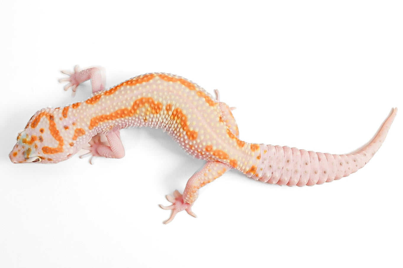 24MSWY- Mack Snow Eclipse WY - Female