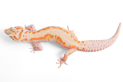24MSWY- Mack Snow Eclipse WY - Female