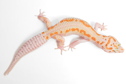 24MSWY- Mack Snow Eclipse WY - Female