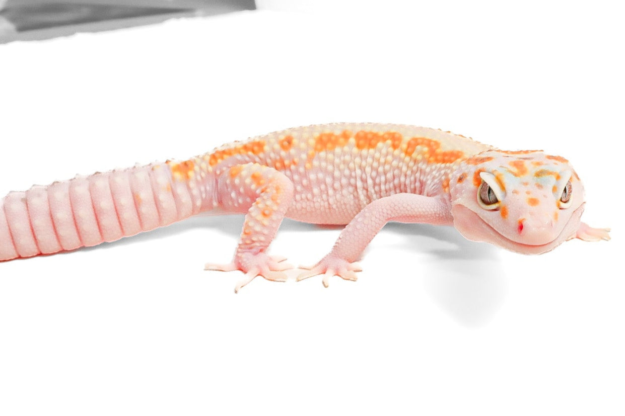 24MSWY- Mack Snow Eclipse WY - Female