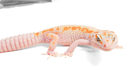 24MSWY- Mack Snow Eclipse WY - Female