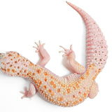 (WYMSTE231) - WY, Mack Snow, Tremper Albino, Eclipse - Female