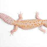 (WYMSTE231) - WY, Mack Snow, Tremper Albino, Eclipse - Female