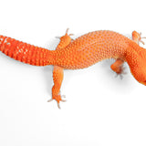 24BTMTA - Blood Tangerine Mandarin Tangerine Cross - Female