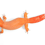 24BTMTA - Blood Tangerine Mandarin Tangerine Cross - Female