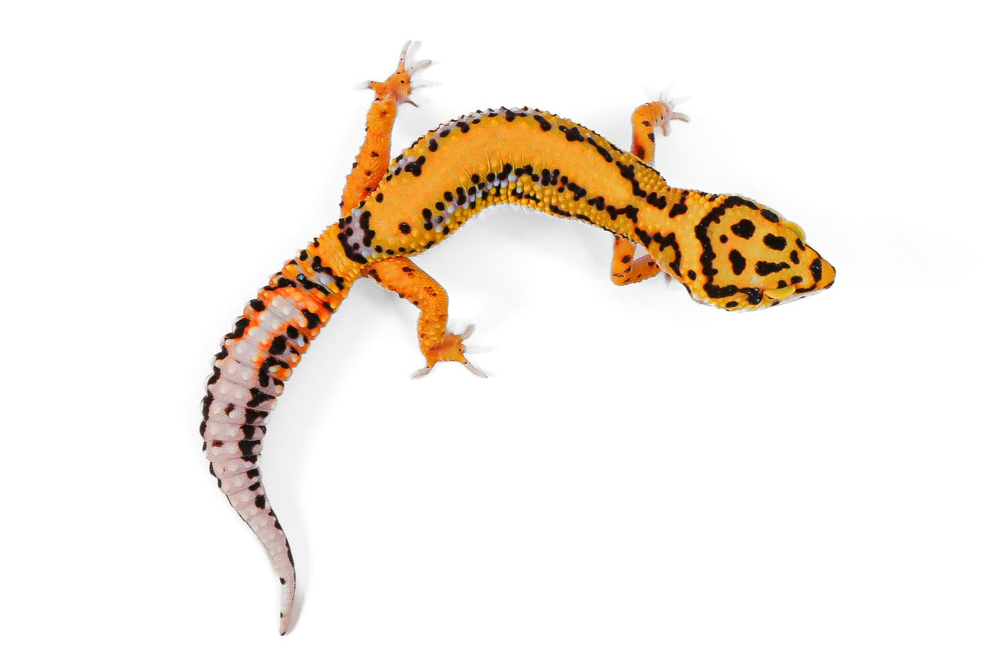24NBB - Tangerine Bold- Female