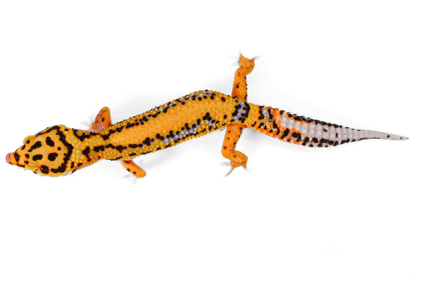 24NBB - Tangerine Bold- Female
