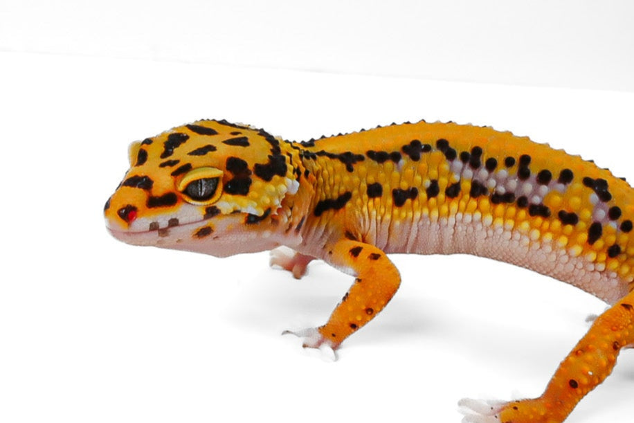 24NBB - Tangerine Bold- Female