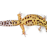 Pet Only - Female