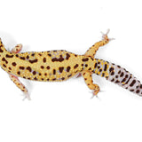 Pet Only - Female