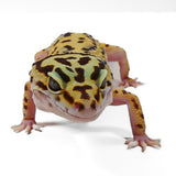 Pet Only - Female