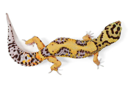 ABC24- Tangerine Bold - Female