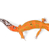 TAGG24- Tangerine Bold - Male