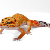 TAGG24- Tangerine Bold - Male