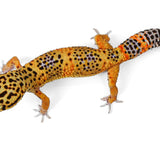 BBN24C- Black Night Mandarin Cross - Male