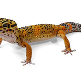 BBN24C- Black Night Mandarin Cross - Male