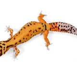 ABB24-Tangerine Bold - Female