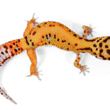 ABB24-Tangerine Bold - Female
