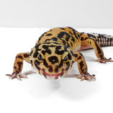 Pet Only - Female