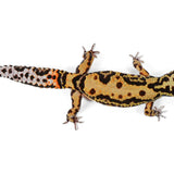 Pet Only - Female