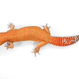 #1 - Blood Tangerine - Female