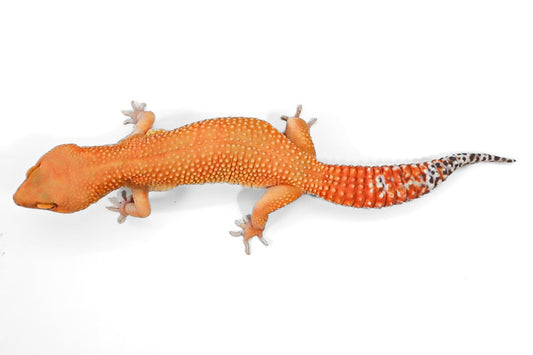 #1 - Blood Tangerine - Female
