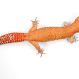 #1 - Blood Tangerine - Female