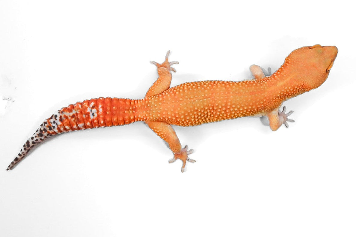 #1 - Blood Tangerine - Female