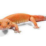 #1 - Blood Tangerine - Female