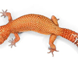 #3 - Pet Only - Female