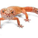 #3 - Pet Only - Female