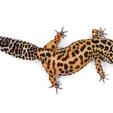 #4 - Pet Only - Female