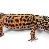 #4 - Pet Only - Female