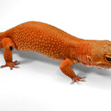 #6 - Pet Only - Female