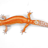 #7 - WY Tremper - Female