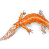 #7 - WY Tremper - Female