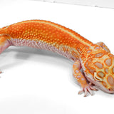 #7 - WY Tremper - Female