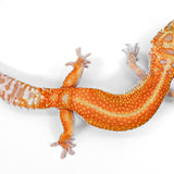 #7 - WY Tremper - Female