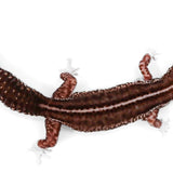#8 - Pet Only - Female