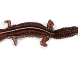 #8 - Pet Only - Female