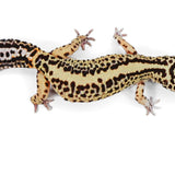 #9 - Tangerine Bold - Female