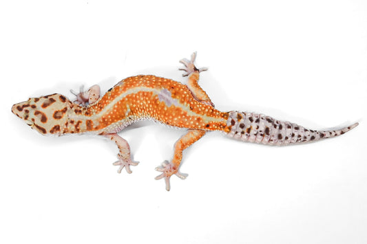 #10 - Pet Only - Female