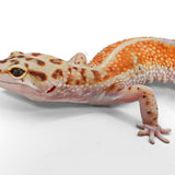 #10 - Pet Only - Female