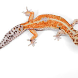 #10 - Pet Only - Female