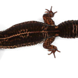 #11 - Black Night - Female