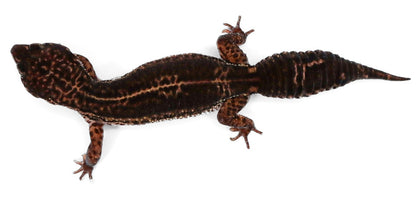 #11 - Black Night - Female