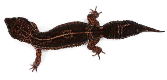#11 - Black Night - Female