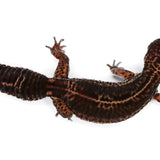 #11 - Black Night - Female